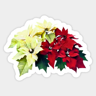 Bouquet of Red and Yellow Poinsettia Sticker